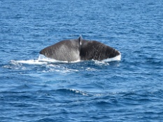 Whale Tail 1.JPG